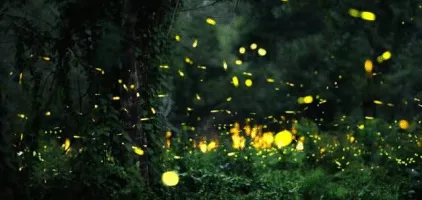 Não percas o que dizem sobre nós...