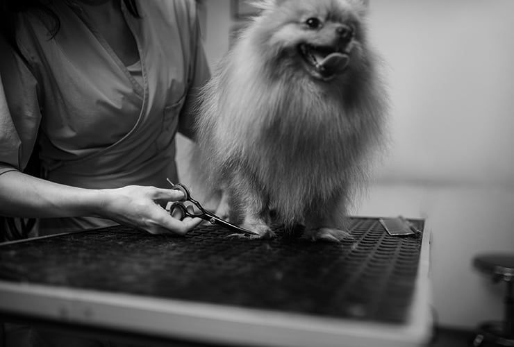 Benefícios da higiene canina e felina na saúde do seu animal de estimação