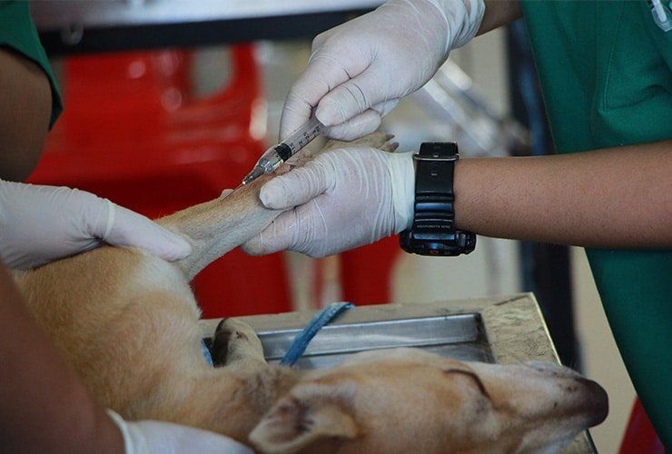 Qual o salário de um Auxiliar de Veterinária? Descubra aqui