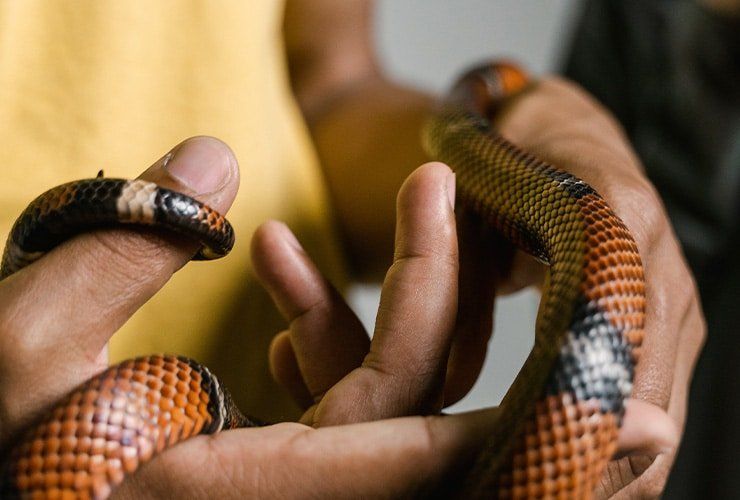 Funções de um Técnico de Animais Exóticos