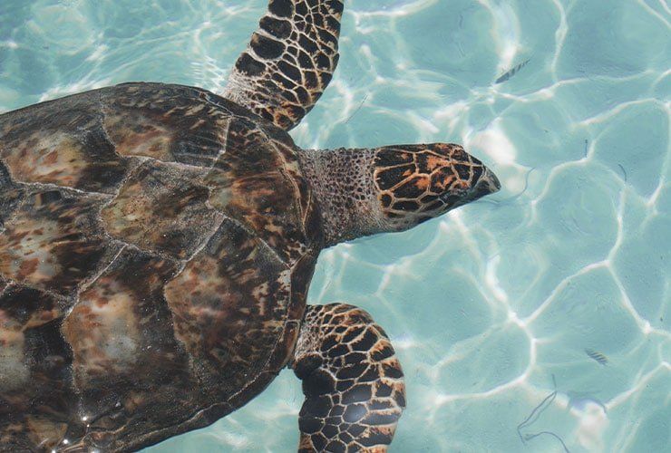 Técnico de Animais Exóticos: saídas profissionais