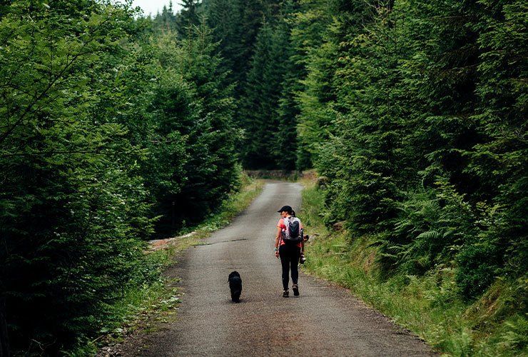 Tipos de terapias assistidas por animais