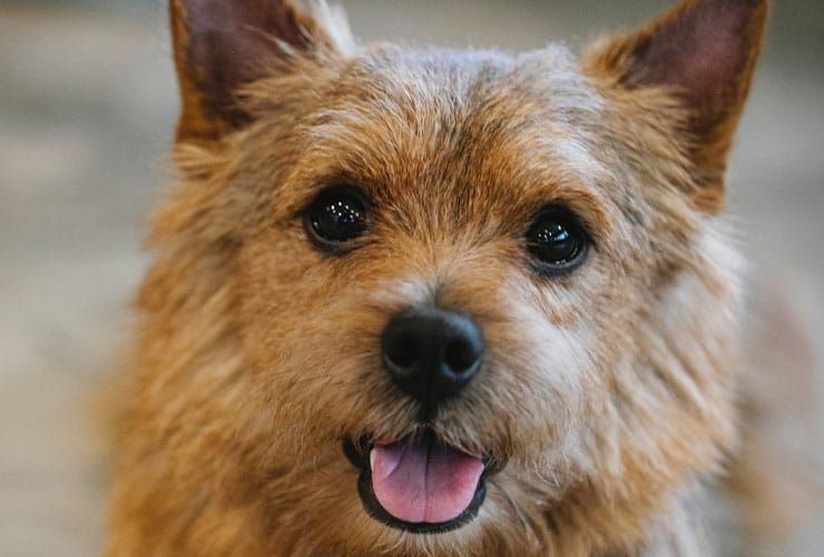 Escola de tosquia e grooming: como escolher a melhor formação