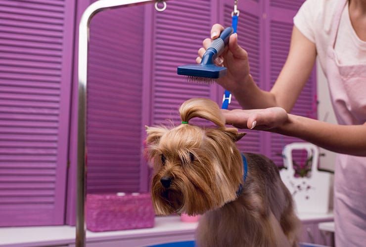 Curso de tosquia e grooming: preço e outros aspetos que lhe interessam