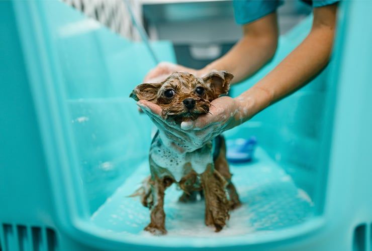 Onde fazer uma formação em tosquia e grooming?
