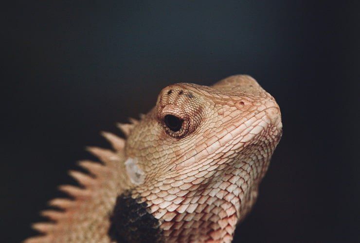 Onde fazer o curso Técnico de Animais Exóticos