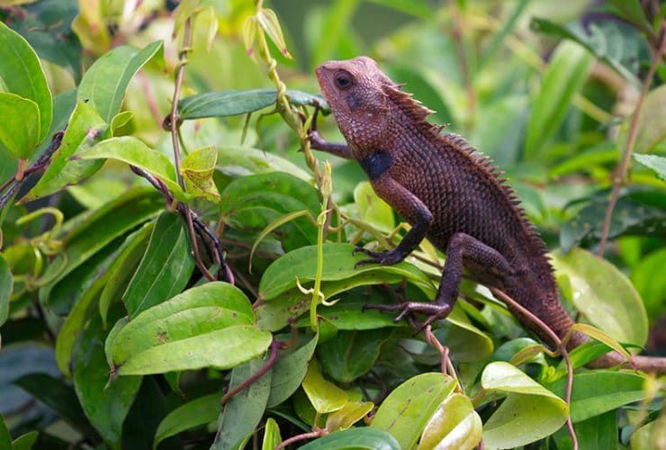 O que estudar para formar-se como Técnico de Animais Exóticos