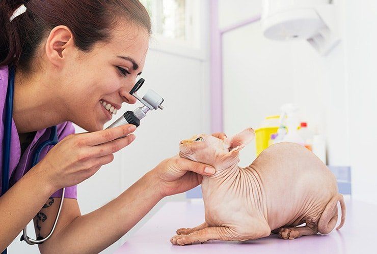Trabalhar como Auxiliar de Veterinária