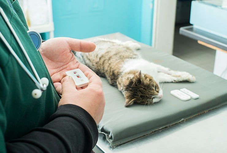 O que faz um Auxiliar de Veterinária?