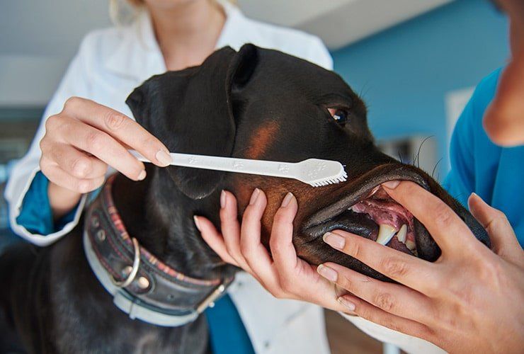 Cursos de Auxiliar de Veterinária