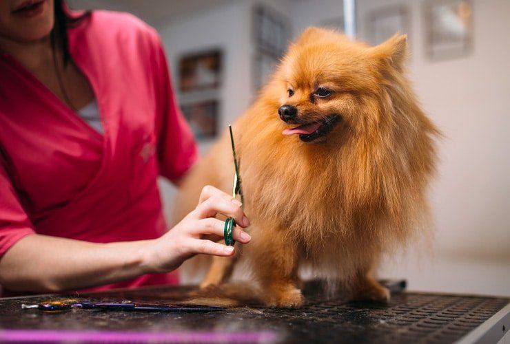 Profissões com procura: Técnico de Tosquia e Grooming