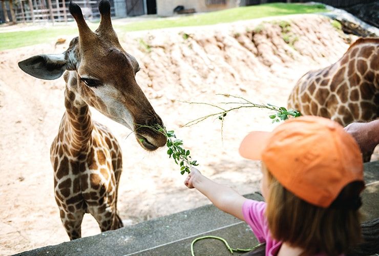 Como Trabalhar num Jardim Zoológico: Transformando a Paixão por Animais numa Carreira