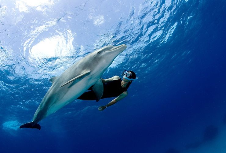 Como Trabalhar com Golfinhos e Outros Animais Marinhos