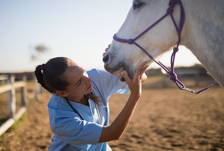 Cursos relacionados com animais para dar vida à sua vocação