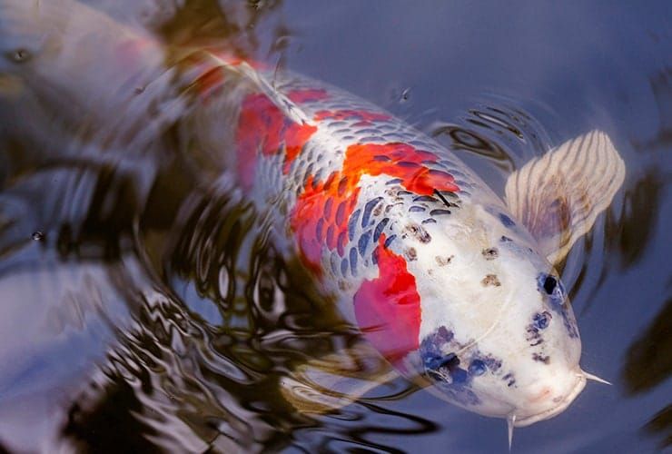 Uma Companhia Simples: Os Animais de Estimação Mais Fáceis de Cuidar em Portugal