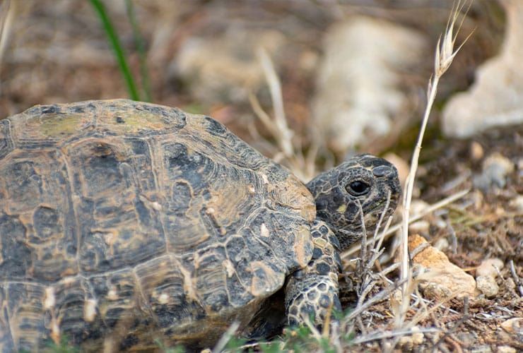 Quais são os animais de estimação exóticos mais populares?