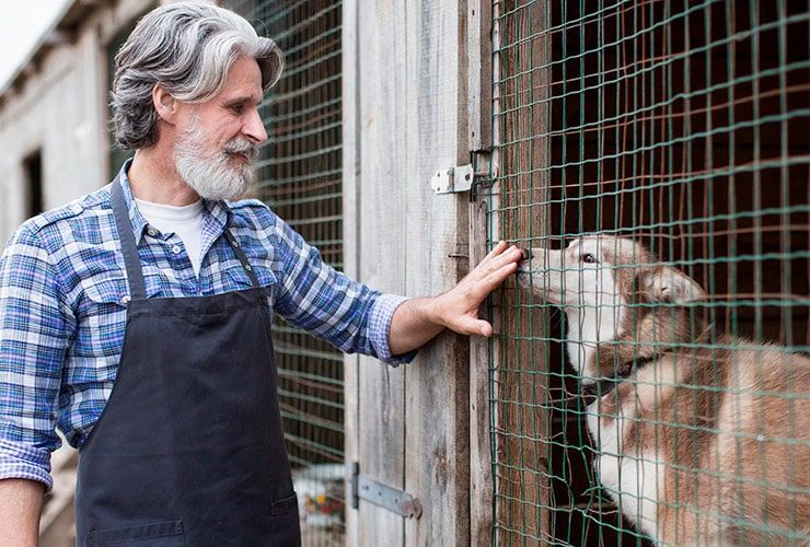 Descubra 7 Cursos de formação para quem gosta de animais