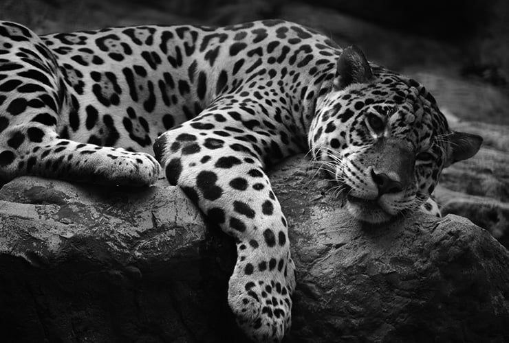 Como trabalhar com animais selvagens em Portugal