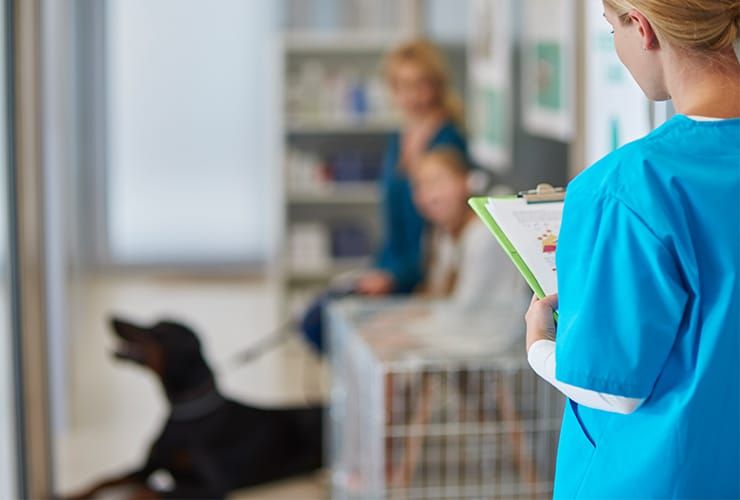 Onde fazer um Curso de Auxiliar de Veterinária?