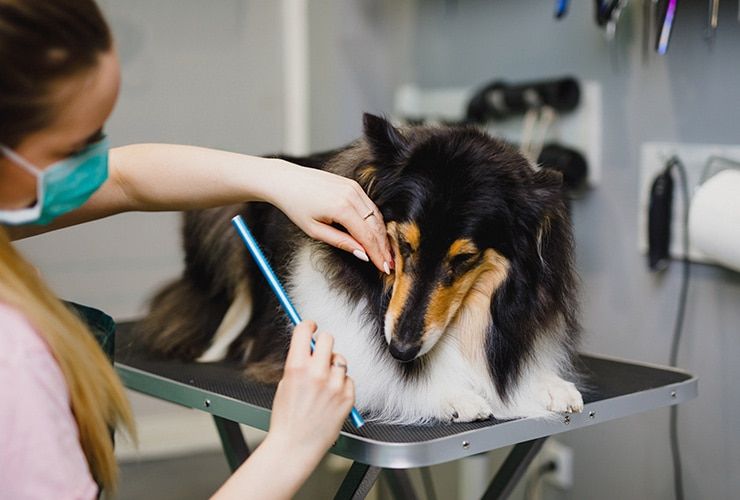 Saídas profissionais para Tosquia e Grooming