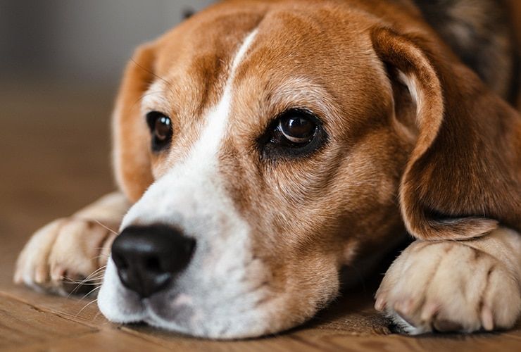 Trabalhar com cães: cursos e saídas profissionais