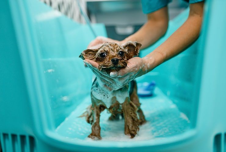 Como conseguir clientes para um negócio de Tosquia e Grooming