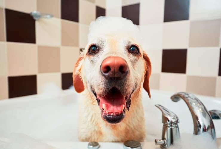 Banhos e tosquia de cães: qual a sua importância?