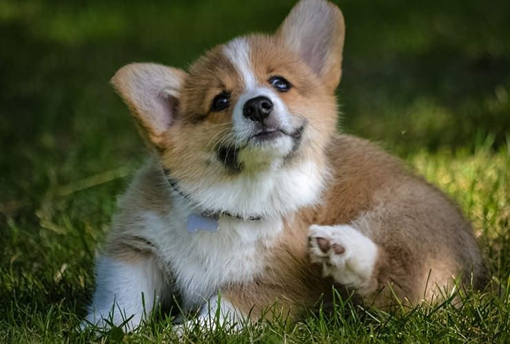 O que é o bem-estar animal?