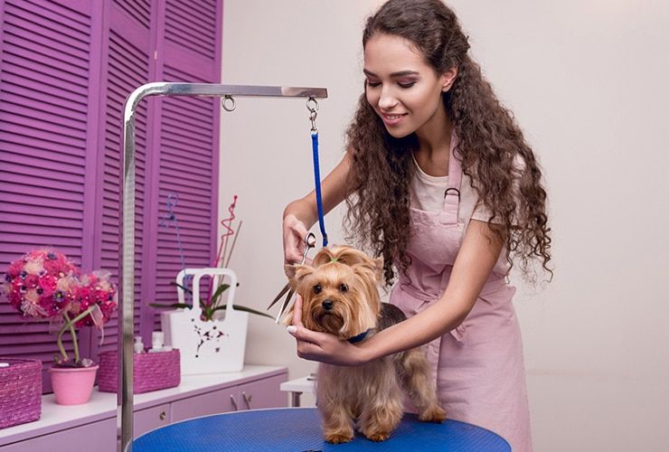 Quais as vantagens de fazer um curso de Tosquia e Grooming?