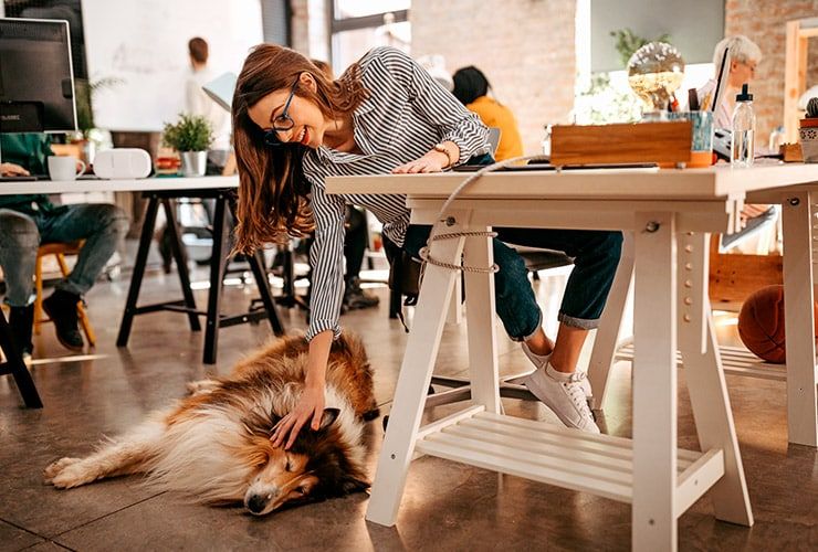 Quais os benefícios de ter um animal de estimação?