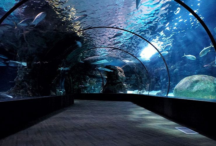 O que faz um Técnico de Animais marinhos?