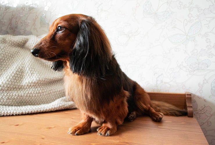 Animais de estimação em apartamento: quais as melhores opções?