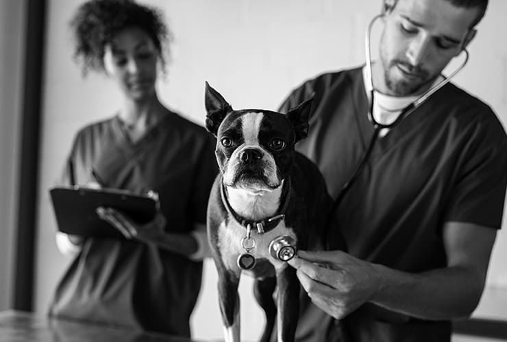 Quanto tempo leva a fazer um curso de Auxiliar de Veterinária?