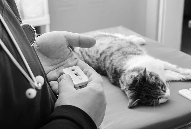 Trabalhar com gatos: opções profissionais