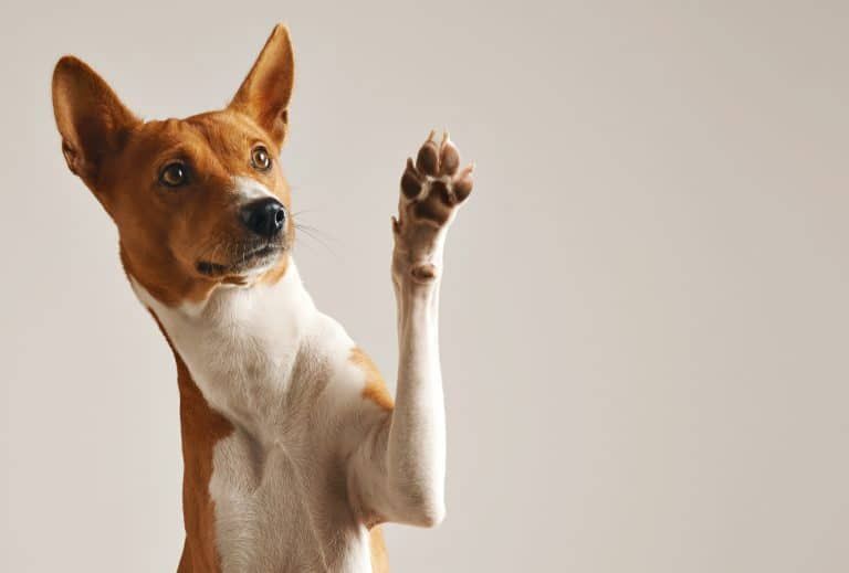 Trabalhar com animais em Portugal: saiba como conseguir