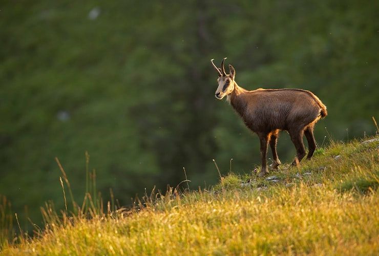 Onde fazer um curso para trabalhar com animais selvagens?