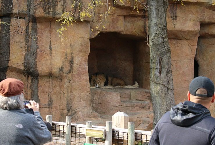 O que faz um Auxiliar de Veterinária de Animais Exóticos e Tratador de Zoológico?