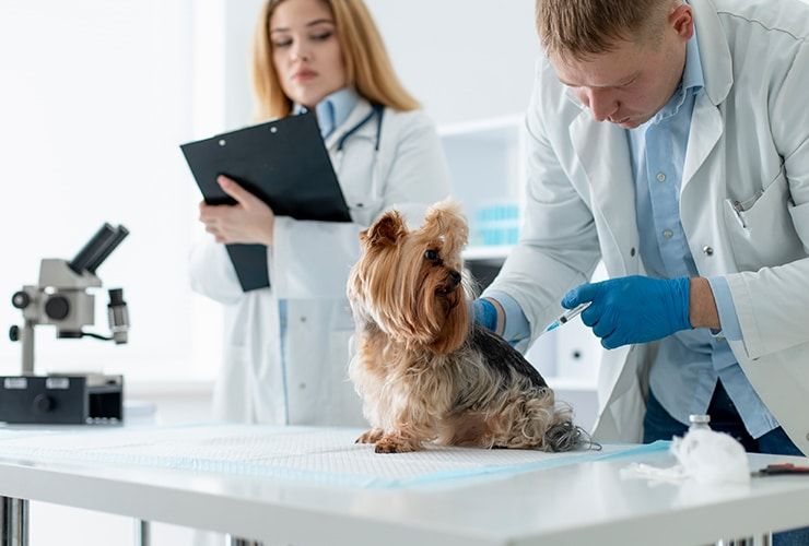 Como se preparar para entrevistas de emprego como auxiliar de veterinária