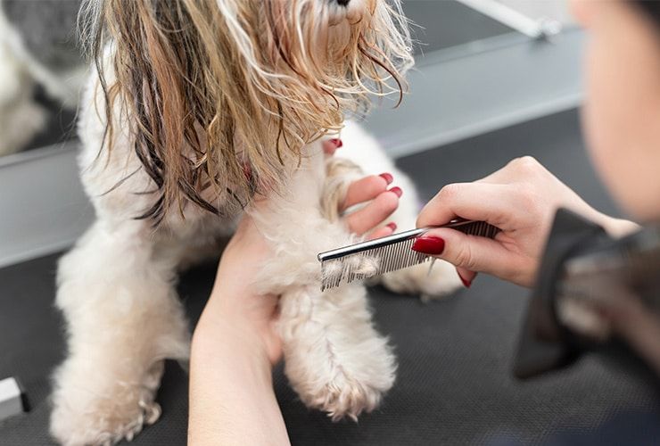 Quanto ganha um tosquiador de cães (groomer) em Portugal?