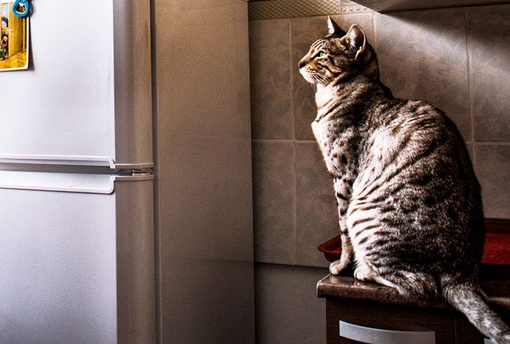 Como Preparar a sua Casa para Receber um Novo Animal de Estimação