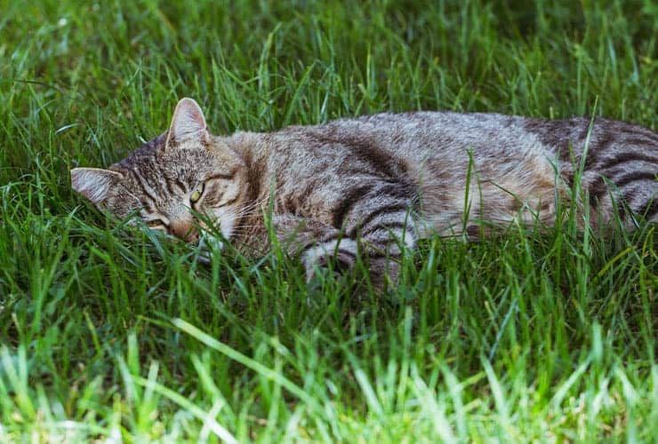 O que é preciso saber e devo ter em conta antes de ter um gato?
