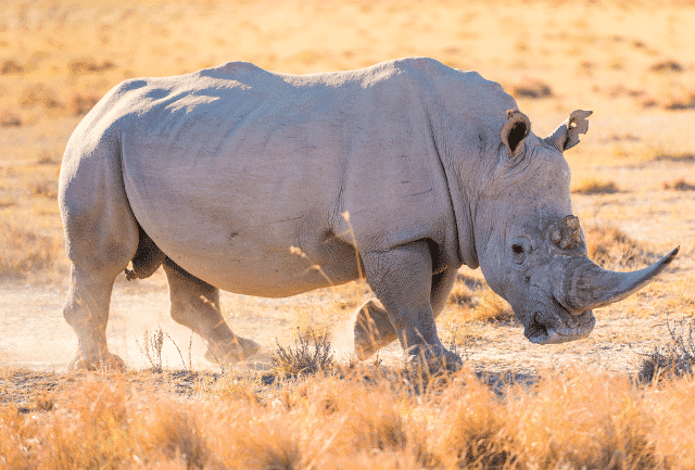 O que é a biodiversidade?