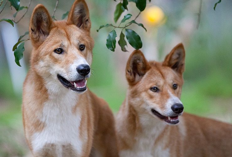 Quais são os animais selvagens em vias de extinção em Portugal?