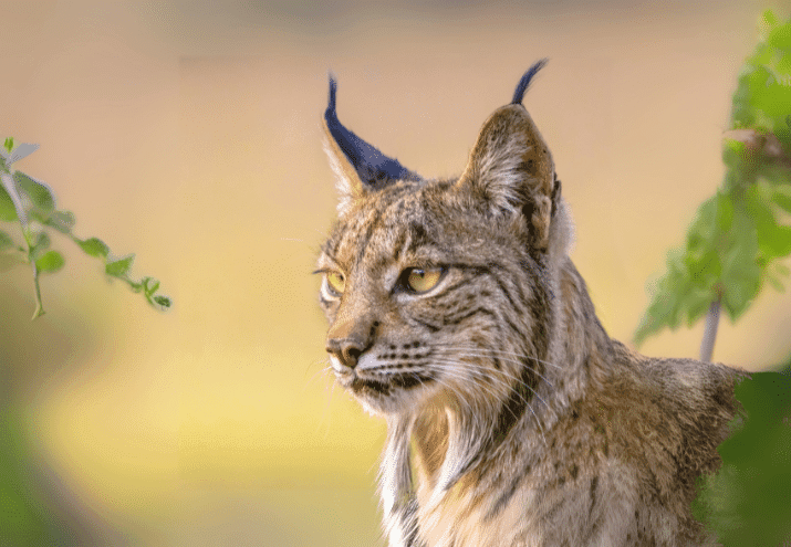 Fauna Portuguesa: quais são os principais mamíferos selvagens em Portugal?