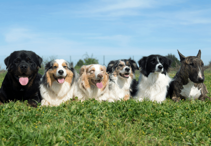 Quais as principais características dos cães?