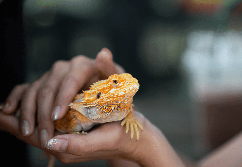 Animais exóticos: o que são?