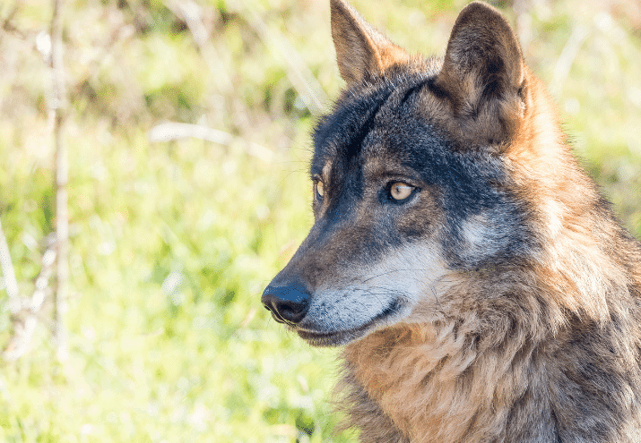 Qual a diferença entre animais exóticos e animais selvagens?