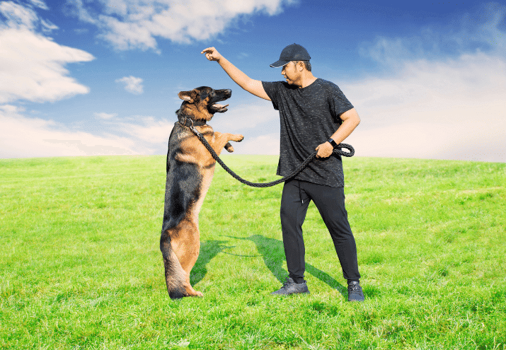 O que faz um Treinador de Cães?