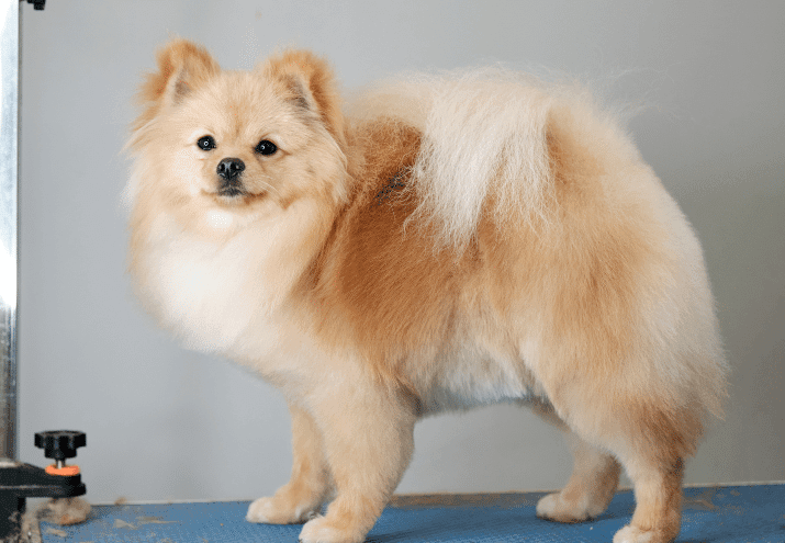 Como é trabalhar em Tosquia e Grooming?