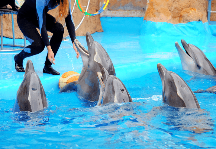 O que é preciso para ser tratador de animais?